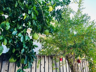 A beautiful 3-bedroom, 2-bathroom home that will be available for move