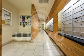311 Oak Street #515