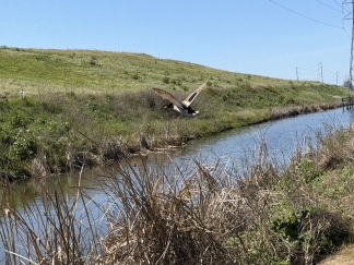 Brand-New End-Unit Townhouse in the Heart of Silicon Valley