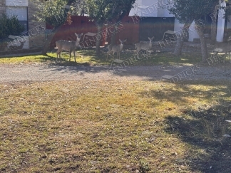 Spacious 4 Bedroom Home on Large Lot at 514 Fossel Pass in North San Antonio